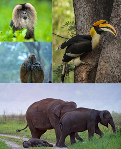 Wild animals Wild animals